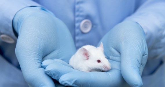 Badacze z Kyushu University po raz pierwszy zdołali stworzyć komórki jajowe z komórek organizmu dorosłych samców myszy. Uzyskane w ten sposób komórki po zapłodnieniu rozwinęły się w embriony. Po wszczepieniu 600 embrionów samicom myszy, doczekano się narodzin siedmiu młodych. Były zdrowe i same potem doczekały się potomstwa. 
