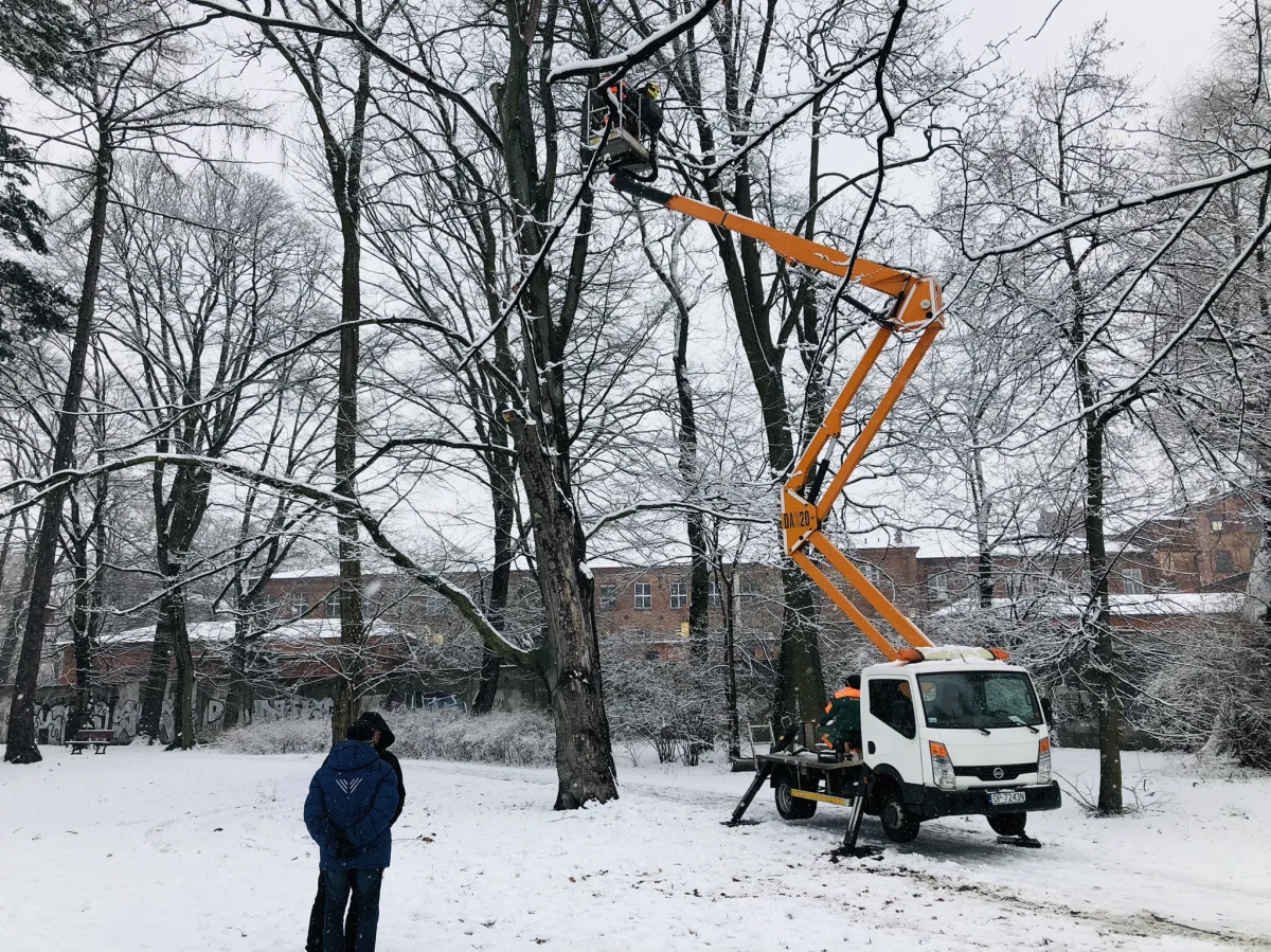 Ma co najmniej 150 lat i jest ekstremalnie rzadkim okazem - to pomnik przyrody - buk, który rośnie w zabytkowym parku Źródliska II w Łodzi. Drzewo jest okazałe, ale już osłabione upływem czasu. Miasto wraz z Łódzkimi Opiekunami Drzew ratuje go dla przyszłych pokoleń.