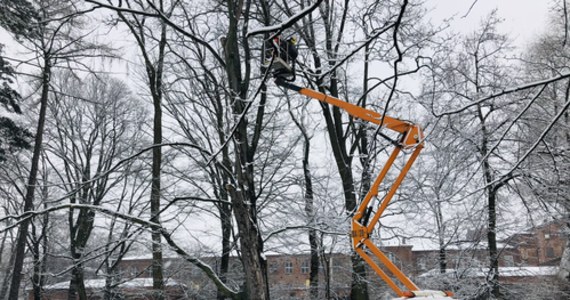 Ma co najmniej 150 lat i jest ekstremalnie rzadkim okazem - to pomnik przyrody - buk, który rośnie w zabytkowym parku Źródliska II w Łodzi. Drzewo jest okazałe, ale już osłabione upływem czasu. Miasto wraz z Łódzkimi Opiekunami Drzew ratuje go dla przyszłych pokoleń.