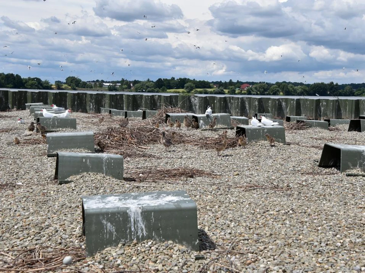 Ptasia Beczka, czyli sztuczna wyspa dla ptaków znajdująca się na Zbiorniku Goczałkowickim, według danych zebranych przez ornitologów, stała się nową, najliczniejszą w naszym kraju kolonią lęgową dla rzadkiego gatunku ptaka - mewy czarnogłowej. W 2022 r. gniazdowało tu aż 16 par tej mewy, a w Polsce odnotowano jedynie 50-80 par. Wyspa zaprojektowana i wybudowana została w 2020 r. z myślą o ochronie innego gatunku ptaka - rybitwy rzecznej.