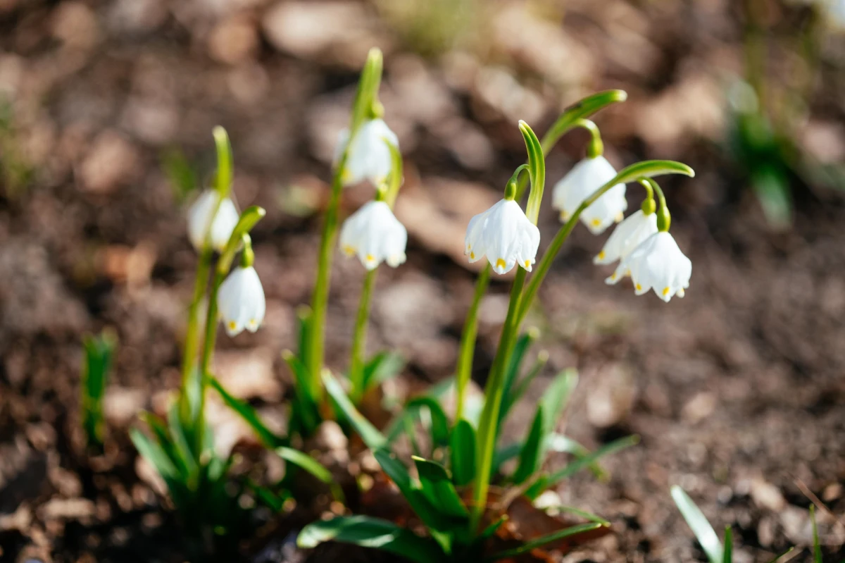 ​W bieszczadzkich lasach coraz więcej oznak zbliżającej się wiosny. Zakwitła śnieżyca wiosenna i cebulica dwulistna, wyrastają sasanki wielkokwiatowe i ciemiernik purpurowy. Piękno przedwiośnia - mówią leśnicy.
