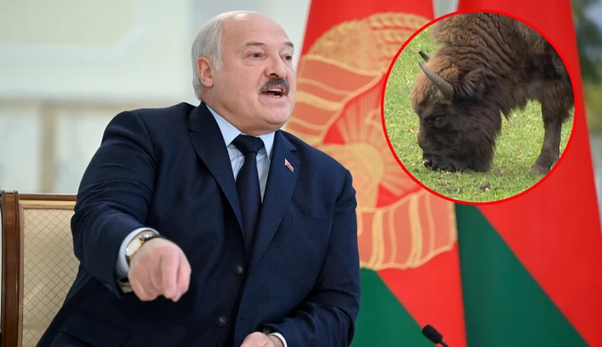 Władze Białorusi: Płot na granicy z Polską zagraża istnieniu żubrów