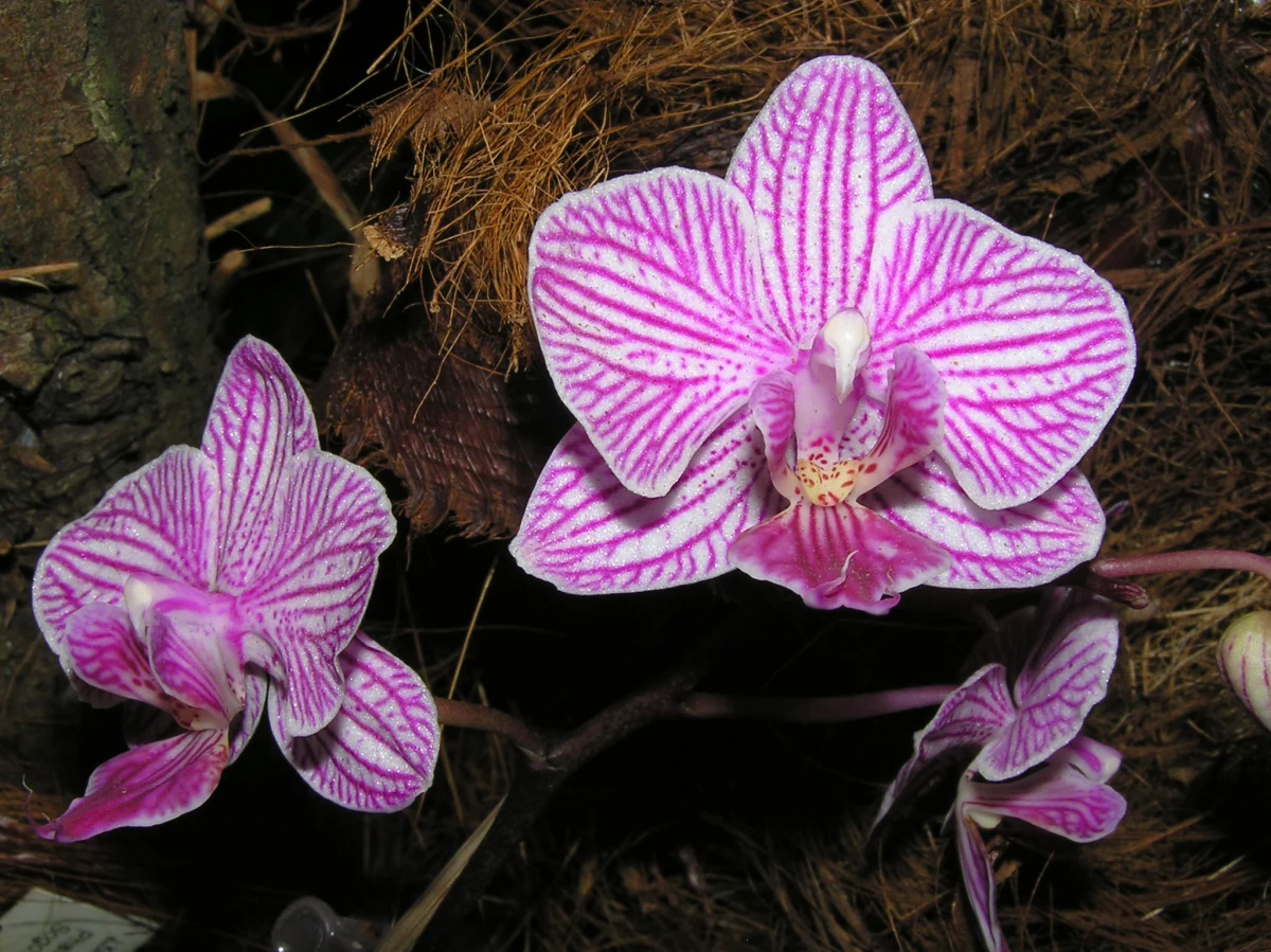 Wyprawę do Tajemniczego Świata Storczyków proponuje łódzki Ogród Botaniczny w ten weekend. Od 10 marca otwarta jest wystawa orchidei, zorganizowana we współpracy ze Storczykarnią w Łańcucie. Wstęp jest bezpłatny.