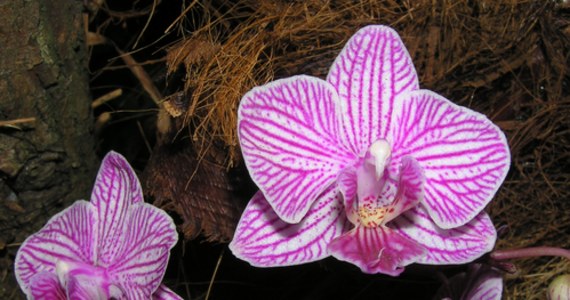 Wyprawę do Tajemniczego Świata Storczyków proponuje łódzki Ogród Botaniczny w ten weekend. Od 10 marca otwarta jest wystawa orchidei, zorganizowana we współpracy ze Storczykarnią w Łańcucie. Wstęp jest bezpłatny.