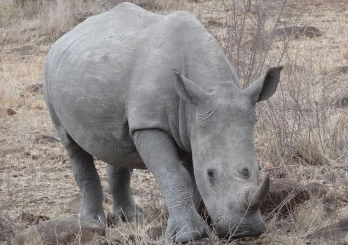 Nosorożec biały ze Śląskiego Ogrodu Zoologicznego w Chorzowie bierze udział w programie in vitro. Naukowcy próbują zapobiec wymarciu gatunku. Kilka dni temu samicę o imieniu Hope odwiedzili lekarze weterynarii z Niemiec i pobrali od niej komórki jajowe. 