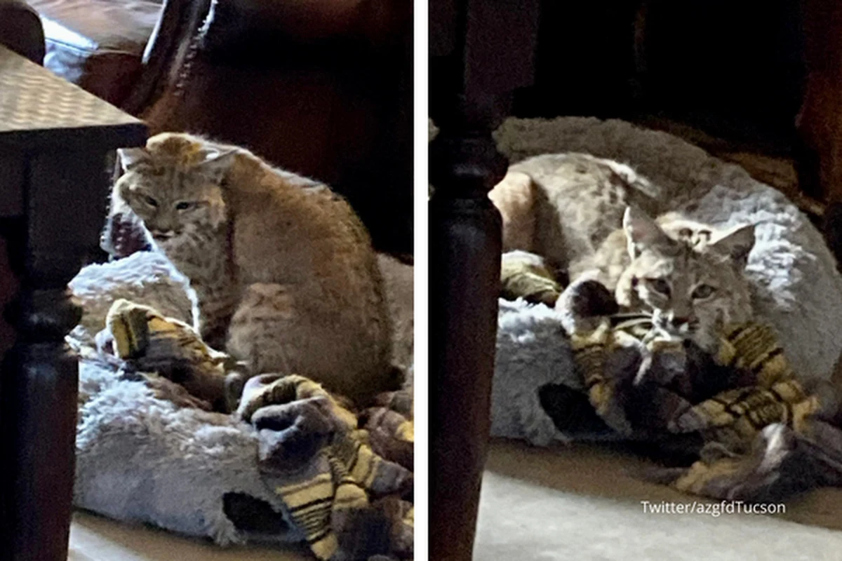 Nietypowy gość odwiedził dom Nikoli Zovko w stanie Arizona w USA. Spotkanie z rysiem okazało się nieszczęśliwe dla psa rodziny. Historię spotkania z dzikim zwierzęciem opisuje m.in. brytyjski „The Guardian”. 