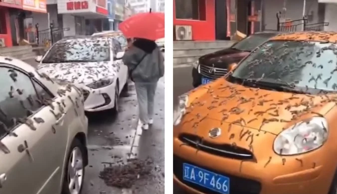 Chiny: "Deszcz robaków". Władze ostrzegają, aby nie wychodzić z domu bez parasola 