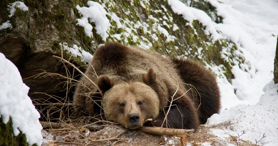 Tatrzański Park Narodowy informuje, że niedźwiedzie zaczynają wybudzać się z zimowego snu. Chociaż większość z nich pozostaje jeszcze w gawrach, turyści muszą pamiętać o pewnych zasadach, które pomogą im uniknąć niebezpiecznego spotkania z tym potężnym zwierzęciem.