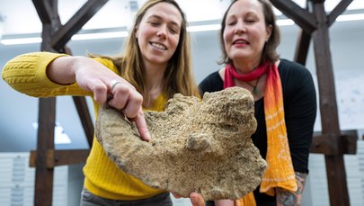 Kości mamuta sprzed 15 000 lat znalezione na strychu