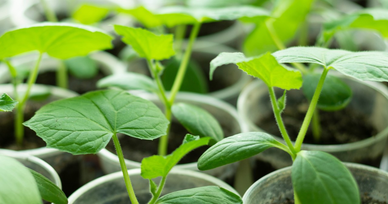 Sekret udanej rozsady ogórków. Urosną jak szalone, jeżeli zrobisz to w kwietniu