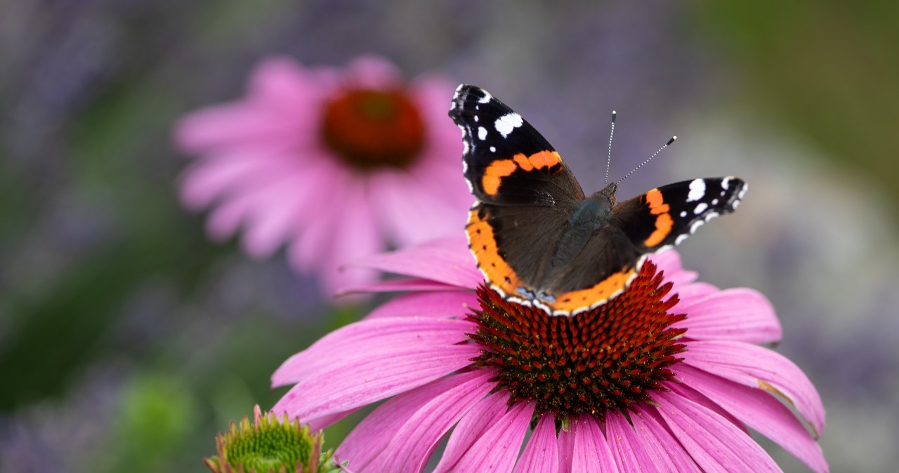 Nawet nie wiesz, jak zdrowa jest ta roślina. Do tego ozdobi balkon tysiącem kwiatów