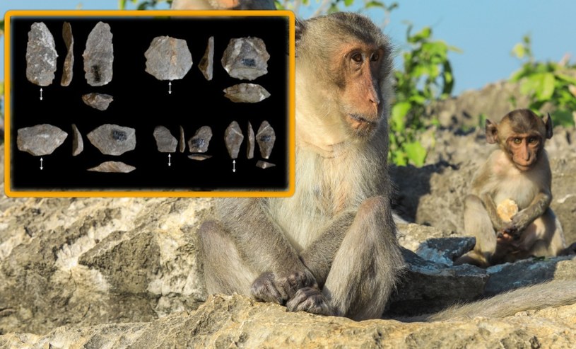Analiza kamieni używanych przez współczesne makaki do otwierania orzechów pokazuje, że małpy nieumyślnie rozłupują kawałki skał na części zaskakująco podobne do celowo wytwarzanych narzędzi znalezionych w najwcześniejszych znanych nam stanowiskach archeologicznych w Afryce.