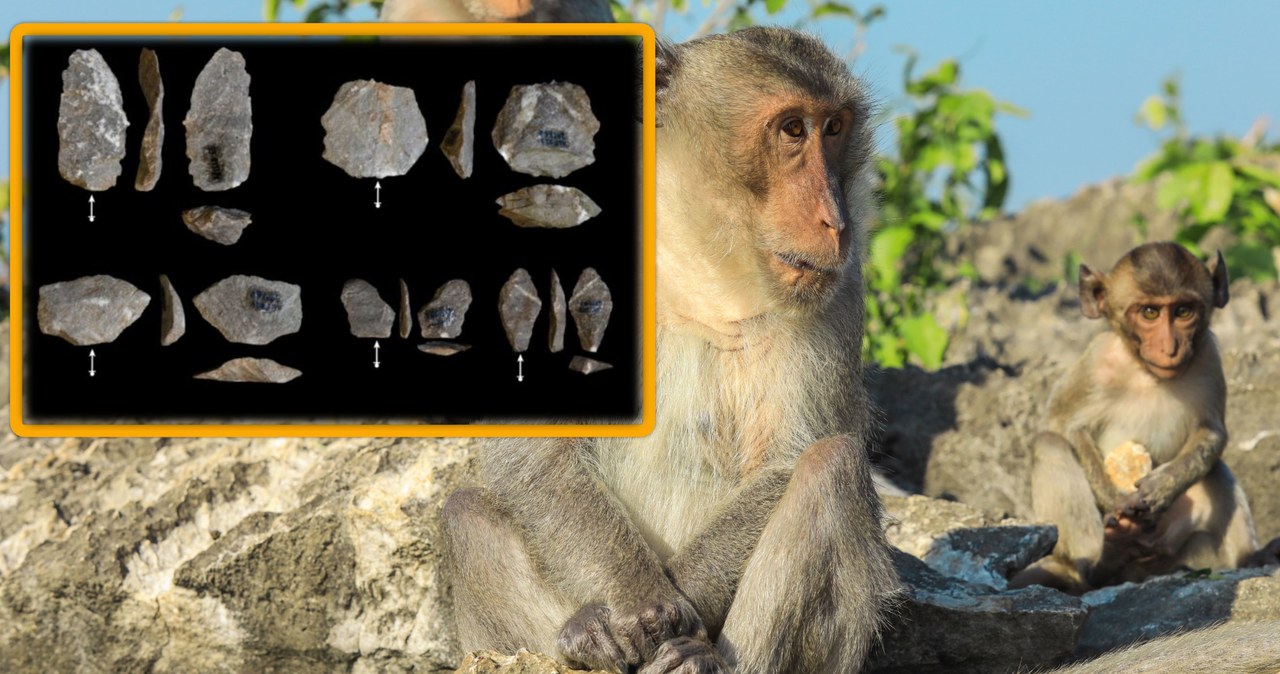 Analiza kamieni używanych przez współczesne makaki do otwierania orzechów pokazuje, że małpy nieumyślnie rozłupują kawałki skał na części zaskakująco podobne do celowo wytwarzanych narzędzi znalezionych w najwcześniejszych znanych nam stanowiskach archeologicznych w Afryce.