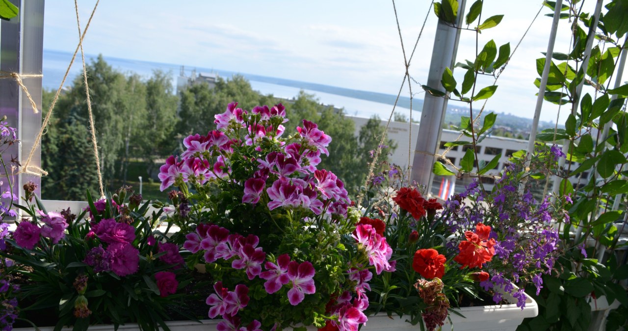 Posadź obok pelargonii. Kaskady kwiatów przez całe lato