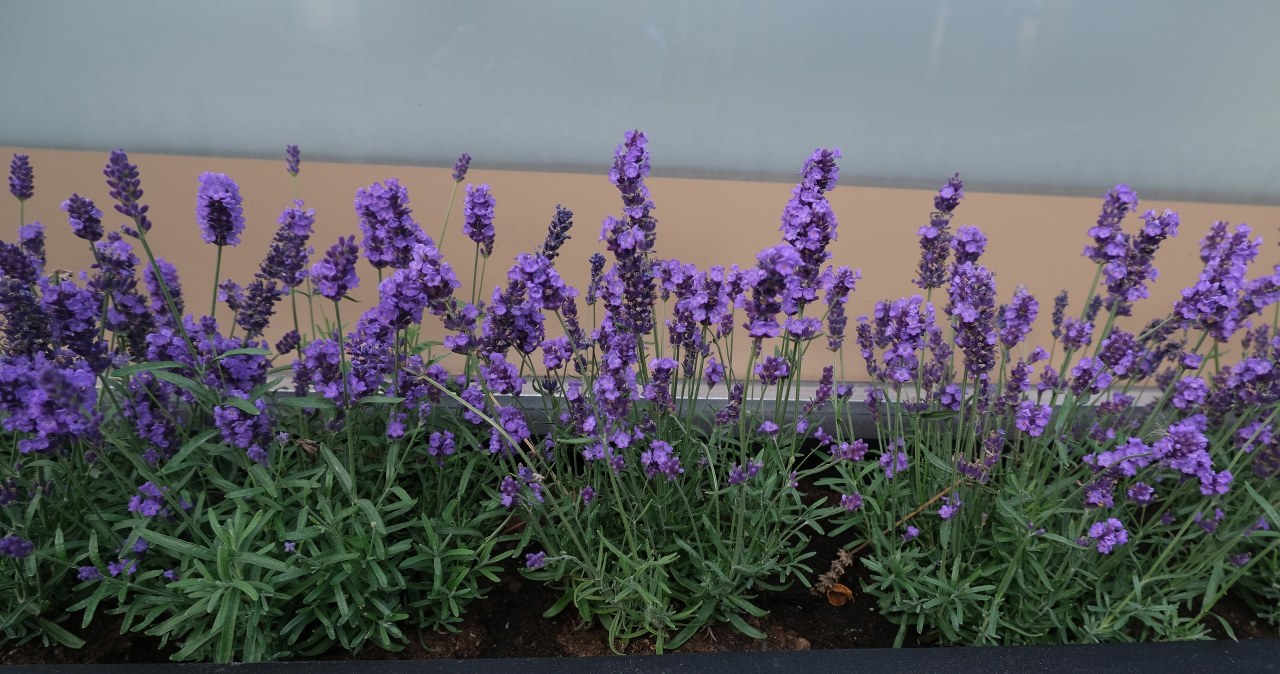 Koniecznie zrób to z lawendą w lipcu. Inaczej nie będzie kwitła