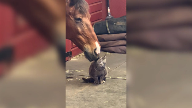 Czy przyjaźń międzygatunkowa może dotyczyć konia i kota? Nie wiemy, ale powyższe nagranie zdaje się przekonywać, że to prawdopodobny scenariusz!