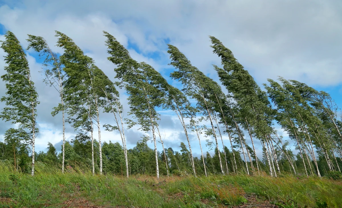 Instytut Meteorologii i Gospodarki Wodnej ostrzega przed silnym wiatrem w północno-zachodniej i południowo-wschodniej Polsce oraz utrzymującymi się wichurami na pogórzu i w górach. Na zachodzie i południowym wschodzie porywy wiatru wyniosą do 80 km/h, a w górach ponad 100 km/h.