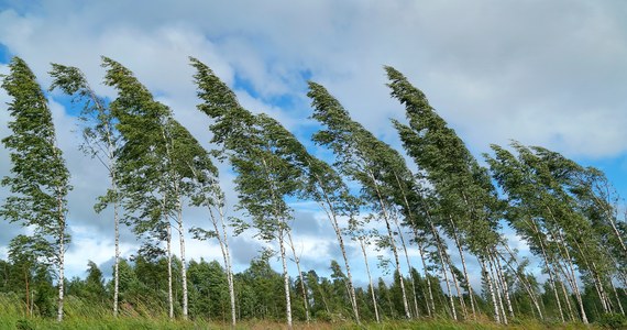 Instytut Meteorologii i Gospodarki Wodnej ostrzega przed silnym wiatrem w północno-zachodniej i południowo-wschodniej Polsce oraz utrzymującymi się wichurami na pogórzu i w górach. Na zachodzie i południowym wschodzie porywy wiatru wyniosą do 80 km/h, a w górach ponad 100 km/h.