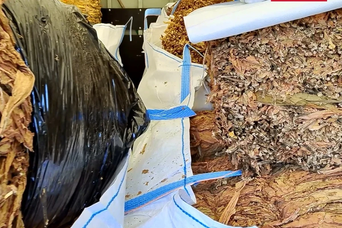 Niemal tona suszu tytoniowego i 170 kg tytoniu do palenia było ukryte w specjalnych schowkach na poddaszu domu w powiecie proszowskim. Towary bez akcyzy znaleźli funkcjonariusze z Małopolskiego Urzędu Celno-Skarbowego i policjanci z Proszowic. W kolejnym domostwie odkryli linię technologiczną do destylacji alkoholu, kilkadziesiąt litrów gotowego produktu oraz broń i amunicję.

