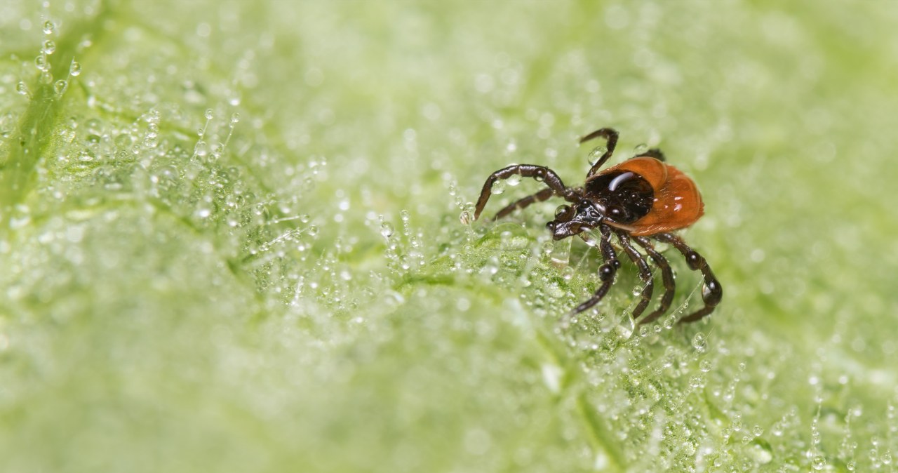 Naturalna broń na kleszcze. Posadź ją w ogrodzie i na tarasie