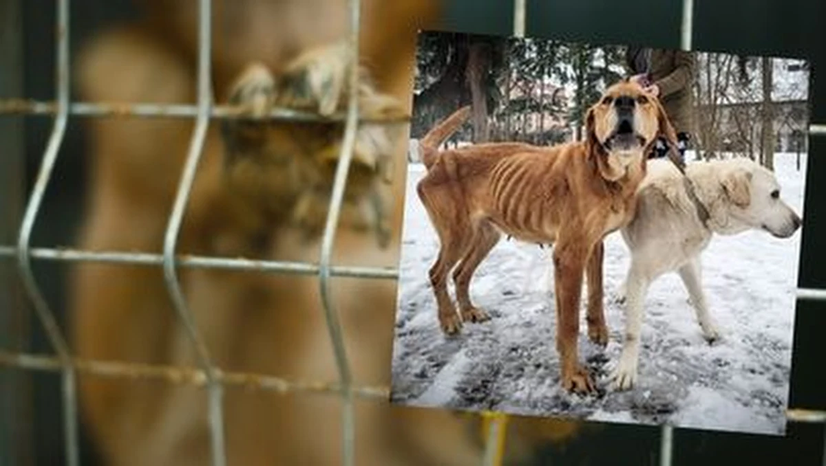 Kolejne psie życia uratowane dzięki interwencji Towarzystwa Opieki nad Zwierzętami w Szczecinie. Tym razem właścicielowi zostały odebrane dwa psiaki, które były głodzone.