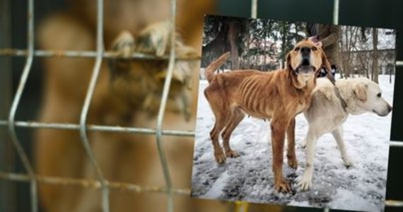 Kolejne psie życia uratowane dzięki interwencji Towarzystwa Opieki nad Zwierzętami w Szczecinie. Tym razem właścicielowi zostały odebrane dwa psiaki, które były głodzone.