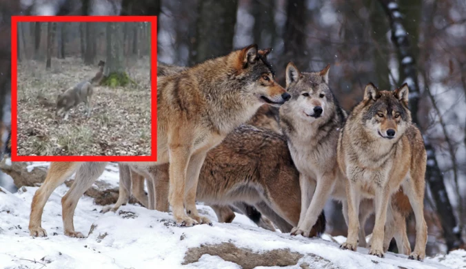 Fotopułapka uchwyciła niezwykłego wilka. Wataha go karmi i chroni