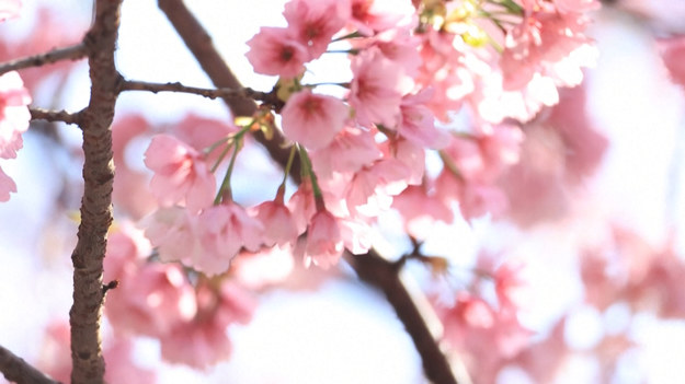 W Japonii zakwitły pierwsze wiśnie. Delikatne kwiaty - symbol kraju i oznaka wiosny w tym roku pojawiły się nieco wcześniej. Meteorolodzy mówią o wyjątkowo łagodnych temperaturach, a zwykli Japończycy szykują się do tradycyjnych pikników.