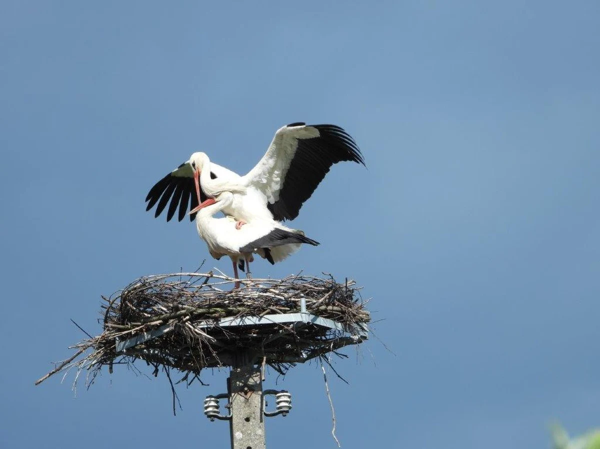 "Na Józefa świętego przylatują ptaki jego" mawiano kiedyś o migracjach ptaków w marcu. Jak się jednak okazuje w tym roku na bociany będziemy musieli poczekać nawet do Wielkanocy.