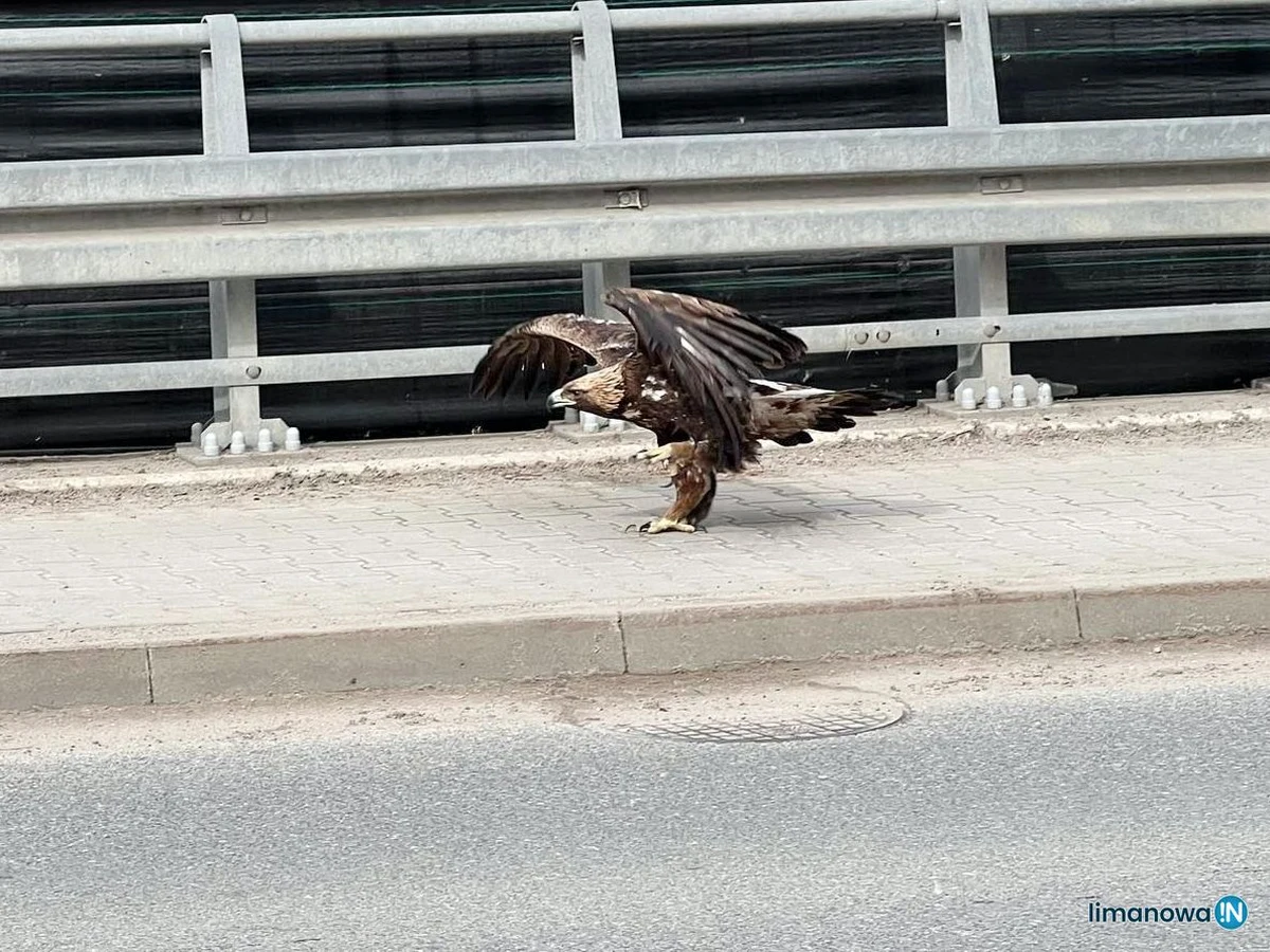Orzeł przedni, który we wtorek został potrącony przez samochodów w Limanowej, jest już po badaniach i operacji. Najbliższe dni zdecydują o tym, czy ten   bardzo rzadki u nas ptak przeżyje. 
 