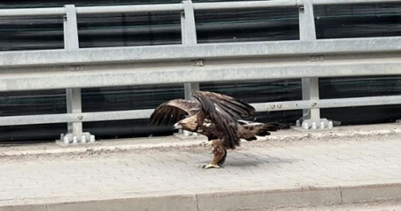 Orzeł przedni, który we wtorek został potrącony przez samochodów w Limanowej, jest już po badaniach i operacji. Najbliższe dni zdecydują o tym, czy ten   bardzo rzadki u nas ptak przeżyje. 
 