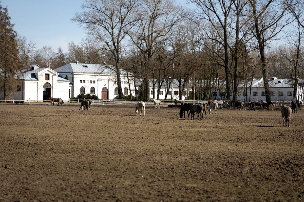 Wpływy ze sprzedaży wszystkich koni w stadninie Janów Podlaski wyniosły w 2022 roku nieco ponad dwa miliony złotych, a wpływy z samej sprzedaży koni podczas Aukcji Pride of Poland w sierpniu 2022 r. wyniosły dokładnie 1 163 916,30 zł. W stadninie w Janowie trwa protest pracowników, którzy nie chcą nowej prezes. Dziś ma dojść do kluczowych rozmów.