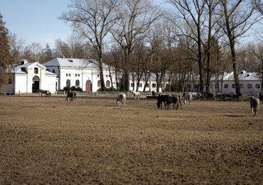 ​Protest w Janowie Podlaskim. Oto wynik finansowy stadniny