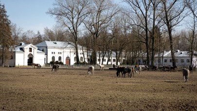 ​Protest w Janowie Podlaskim. Oto wynik finansowy stadniny