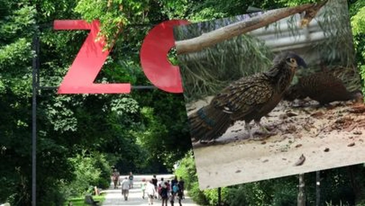 Przyjechała do nas z Pragi para wieloszponów pawich. Ten gatunek wieloszpona jest bardzo rzadko spotykany w ogrodach zoologicznych i obecnie jedynie Praga i Warszawa ma je w swojej kolekcji - przekazało stołeczne zoo.
