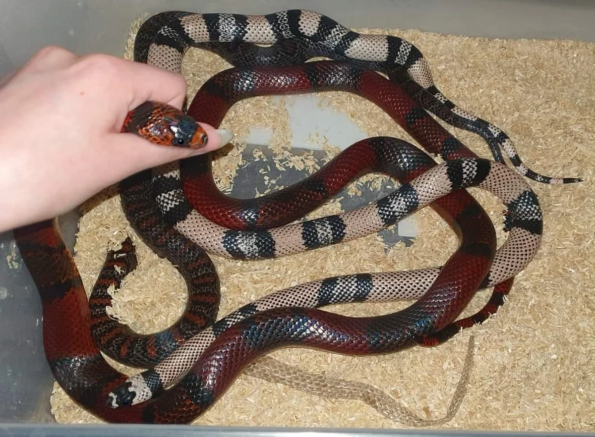 Pudło pełne węży zbożowych ukradł w Łodzi 17-letni włamywacz. Wpadł niemal  na gorącym uczynku, bo odcisk jego buta był identyczny, jak ślad pozostawiony na miejscu przestępstwa.  