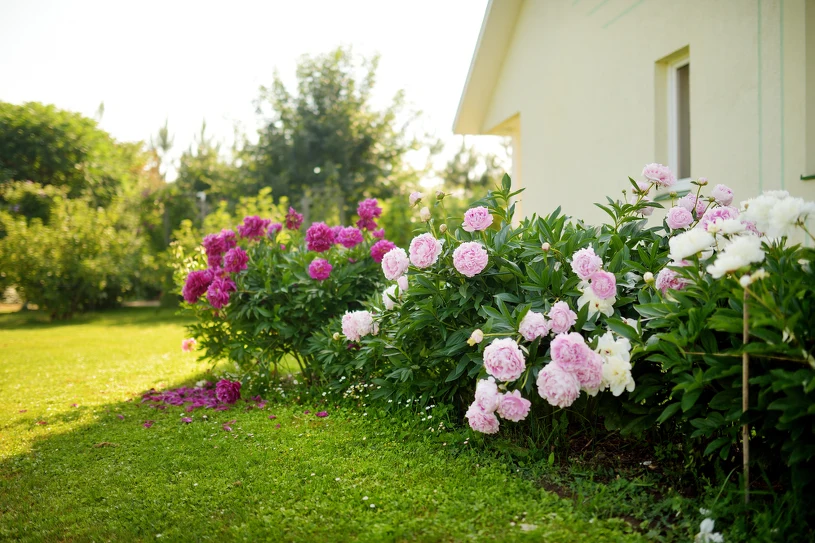Sprytny trik ogrodników. Piwonia będzie uginać się pod ciężarem kwiatów
