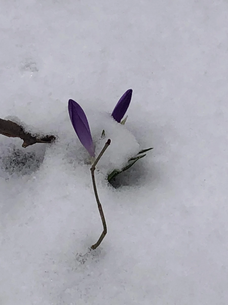 Do rozpoczęcia kalendarzowej wiosny zostało zaledwie pięć dni, mimo to w Tatrach jeszcze trudno wypatrzyć nawet pojedyncze krokusy. Te piękne kwiaty schowały się bowiem pod warstwą świeżego śniegu. 