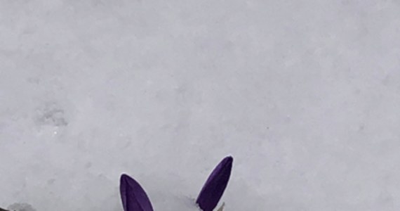 Do rozpoczęcia kalendarzowej wiosny zostało zaledwie pięć dni, mimo to w Tatrach jeszcze trudno wypatrzyć nawet pojedyncze krokusy. Te piękne kwiaty schowały się bowiem pod warstwą świeżego śniegu. 