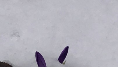 Wiosna za rogiem a krokusy pod śniegiem