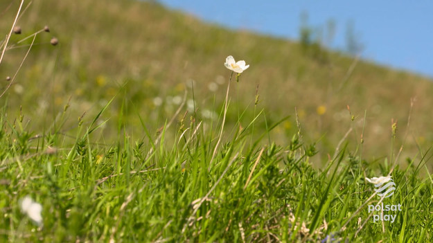 Bieszczady są bogactwem i miejscem, gdzie można spotkać najróżniejsze rośliny, jak i zwierzęta. Są też tutaj kwiaty, których nie spotka się nigdzie indziej. Jest to zawilec wielkowiatowy. Twarde życie na peryferiach cywilizacji niesie ze sobą wiele niespodzianek i wyzwań. Kim są ludzie, którzy zrezygnowali z luksusów miejskiego życia? Czego szukają w dziczy i z czym zmagają się na co dzień? W programie pojawiają się także wątki związane z przyrodą i fascynujące obserwacje dzikich zwierząt.