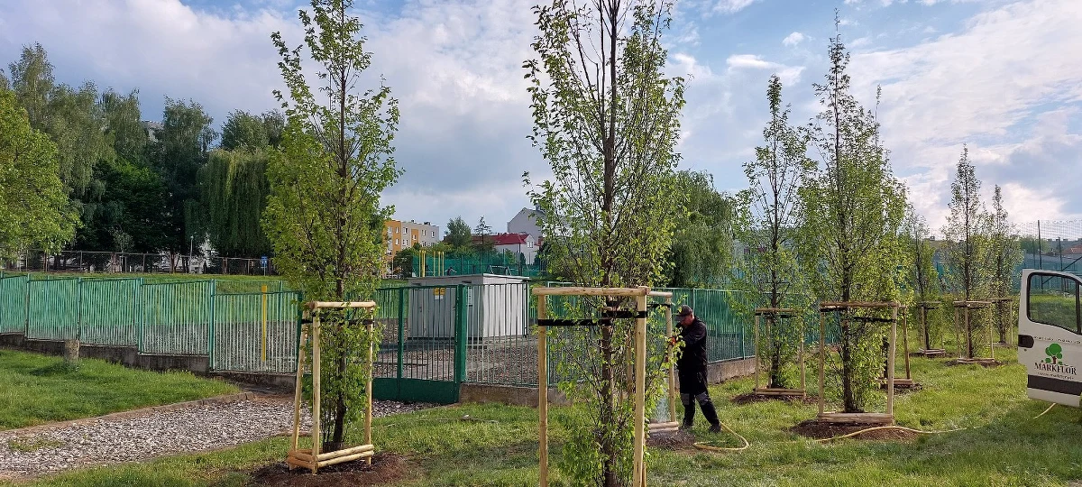 W Rzeszowie pojawi się pół tysiąca nowych drzew. Zostaną posadzone w parku papieskim, na terenach rekreacyjnych przy ul. Staszica i Kustronia i w sąsiedztwie zaplanowanego placu zabaw na os. Miłocin Św. Huberta.