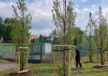 Rzeszów posadzi 500 nowych drzew. To inwestycja za milion złotych