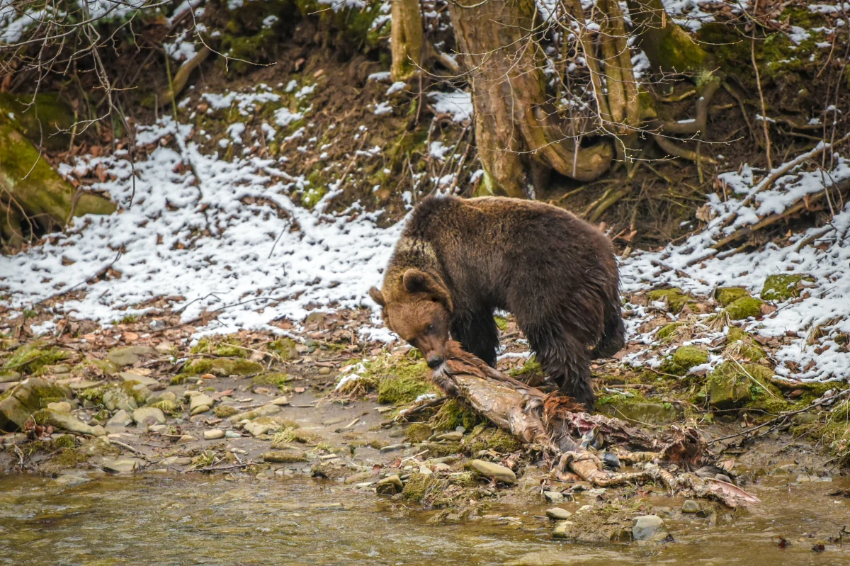 Niepodważalnym dowodem na to, że nadchodzi wiosna są niedźwiedzie, które opuszczają swoje gawry. Miśki mogą być zdziwione, ponieważ pierwsze co widzą po przebudzeniu, to śnieg.