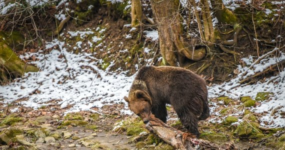 Niepodważalnym dowodem na to, że nadchodzi wiosna są niedźwiedzie, które opuszczają swoje gawry. Miśki mogą być zdziwione, ponieważ pierwsze co widzą po przebudzeniu, to śnieg.