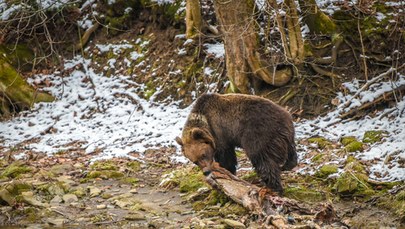 W Bieszczadach budzą się niedźwiedzie. Niezwykłe nagranie z fotopułapki