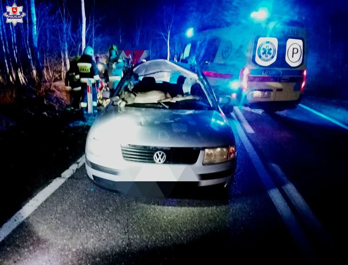 Wprost pod jadący samochód osobowy w Lubelskiem nagle wtargnęła sarna. W wyniku zderzenia zwierzę wpadło do środka auta. Policja apeluje do kierowców o szczególną ostrożność, zwłaszcza podczas jazdy w okolicach lasów. 