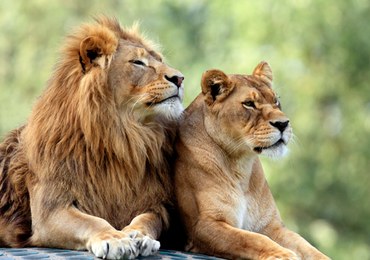 W Śląskim Ogrodzie Zoologicznym powstanie nowa lwiarnia