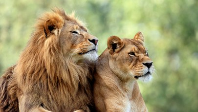 W Śląskim Ogrodzie Zoologicznym powstanie nowa lwiarnia