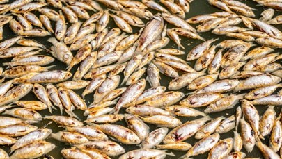 Miliony martwych ryb w Australii. Co jest przyczyną?